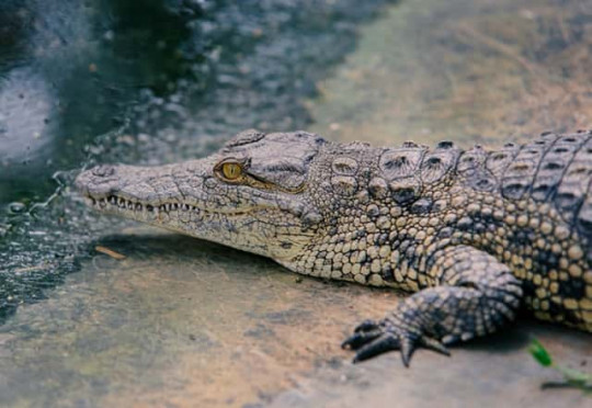 Phân biệt Crocodile và Alligator trong Tiếng Anh? Con nào mới là cá sấu?