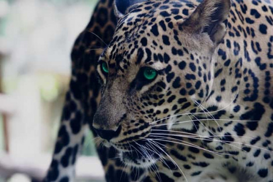 Phân biệt Cheetah (Báo săn) và Leopard (Báo hoa mai)
